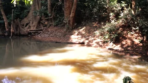 Beautiful river environment in jungle with trees, branch, root and plant foot Stock Footage 220169907