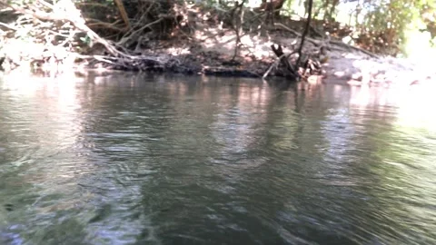 Beautiful river environment in jungle with trees, branch, root and plant foot Stock Footage 220170788