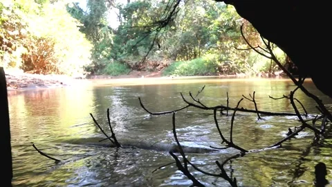 Beautiful river environment in jungle with trees, branch, root and plant foot Stock Footage 220170805