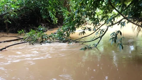 Beautiful river environment in jungle with trees, branch, root and plant foot Stock Footage 220170868