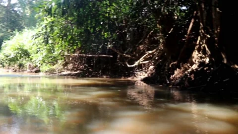 Beautiful river environment in jungle with trees, branch, root and plant foot Stock Footage 220171007