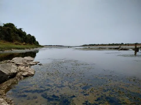 Beautiful river fill with algae with trees Stock Photos