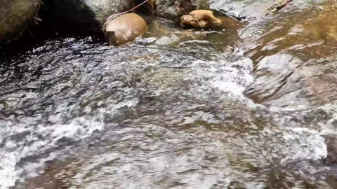 Beautiful river flaws Stock Footage 260672168