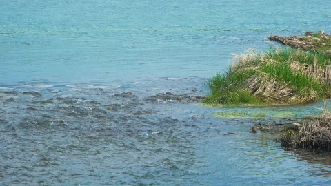 Beautiful river flow with small rifts shores with green grass Stock Footage 102722203
