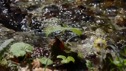 Beautiful river 库存影片 242403672