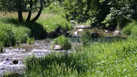 A beautiful river in a forest in Austria Stock Footage 157850941
