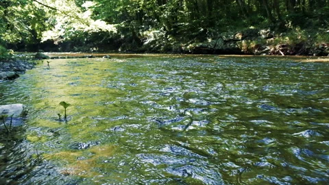 Beautiful river in the forest Video stock 149599837