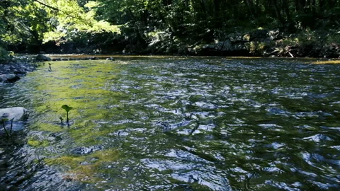 Beautiful river in the forest Stock Footage 149602802