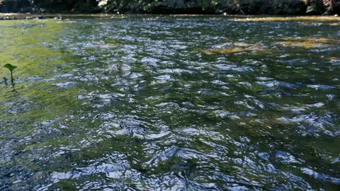 Beautiful river in the forest Stock Footage 149611092