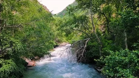 Beautiful River In The Forest Stock Footage 300318488