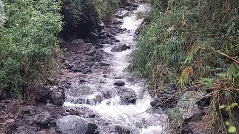 A beautiful river in the forest. Stock Footage 310855494
