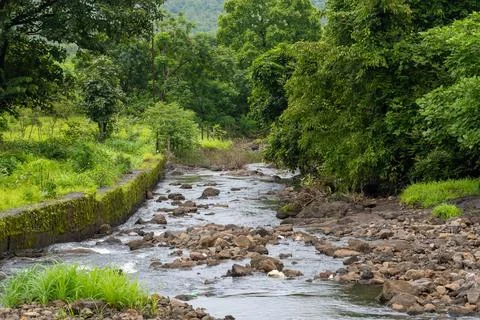 Beautiful river in the forest Stock Photos