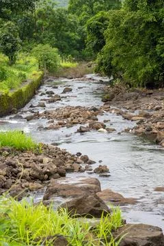 Beautiful river in the forest 写真素材
