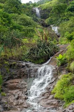Beautiful river in the forest Stock Photos