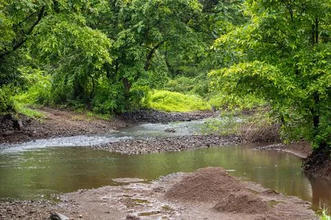 Beautiful river in the forest Stock Photos