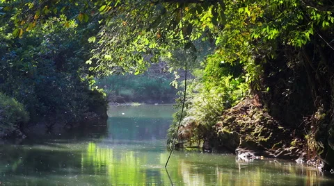 Beautiful river in  jungle Vídeo Stock 44432988