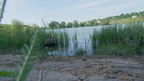 A beautiful river with an overgrown cane Stock Footage 104528828