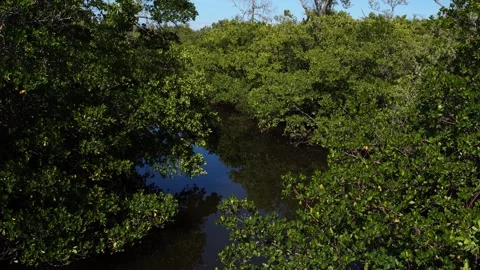 A beautiful river with the reflection of trees on its surface, and a Видео 331220575