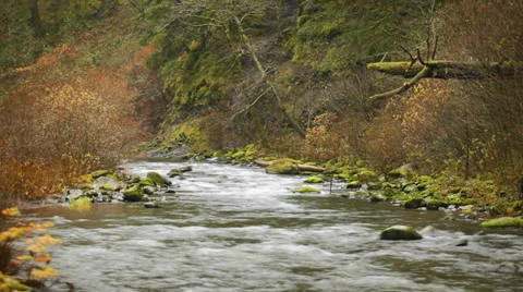 A beautiful river runs through a small forest. Wide shot. Stock Footage 33874853