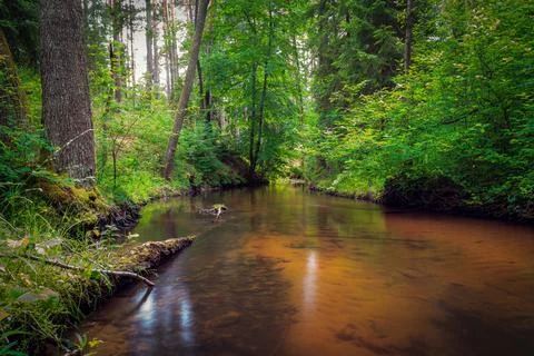 A beautiful river with a sandy bottom flowing in a dense forest. Stock Photos