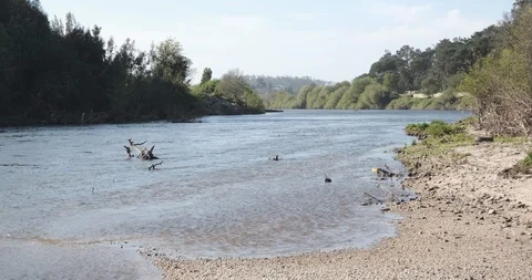 Beautiful river in Spring, with trees on the river bank Stock Footage 127124140