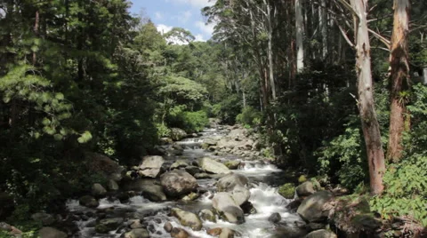 Beautiful River Stream Brook Rio Caldera Boquete Panama  Stock Footage 59328826