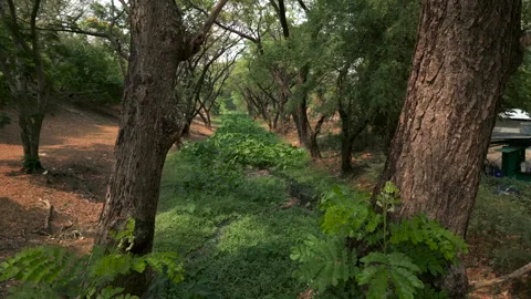 Beautiful river surrounded by greenery and trees Stock Footage 264762795