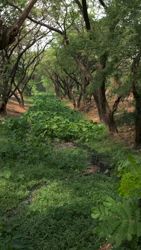 Beautiful river surrounded by greenery and trees Video stock 265485252