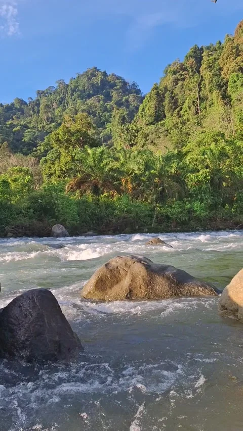 Beautiful river in the tropical area Stock Footage 277935733