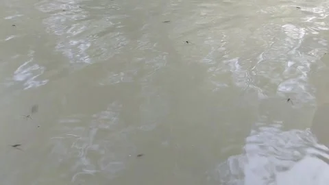 A beautiful river view with clear water and many large sediment rocks. Stock Footage 280308825