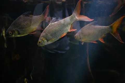 Beautiful roach fish swim in a large aquarium Stock Photos