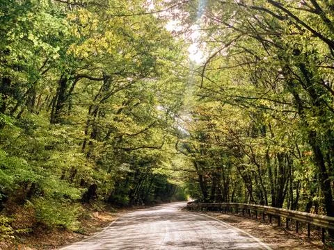 Beautiful road in the autumn forest as a backdrop Stock Photos