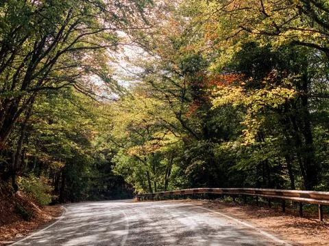 Beautiful road in the autumn forest as a backdrop Stock Photos