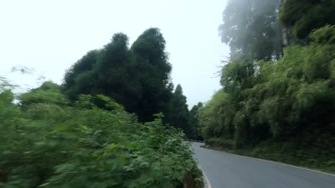 Beautiful road inside pine forest in himalayan hills in foggy overcast day. v Stock-Footage 167931256
