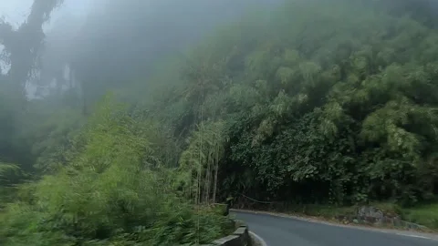 Beautiful road inside pine forest in himalayan hills in foggy overcast day. Stock-Footage 167931300