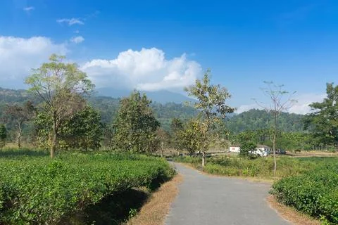 A beautiful road passing through tea estate of Jhalong, Dooars - North Bengal Stock Photos