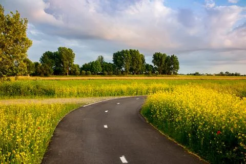 Beautiful road path between spring fields yellow flowers bloeming Stock Photos