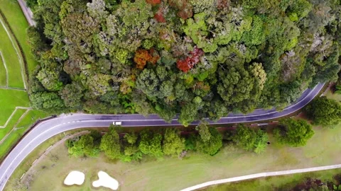 A beautiful road with trees in Cameron Highlands/Malaysia - February 2023 Stock Footage 244391353