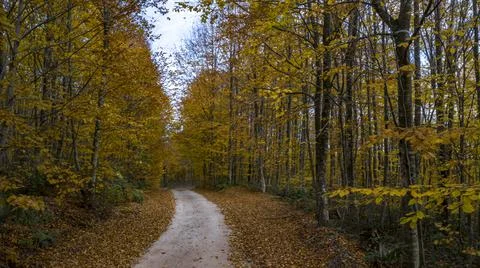 A beautiful road view through the forest in autumn. Stock Photos