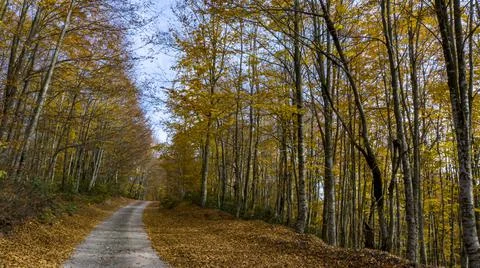A beautiful road view through the forest in autumn. Stock Photos