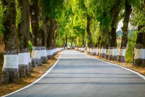 Beautiful road with white painted trees in the roadside Stock Photos