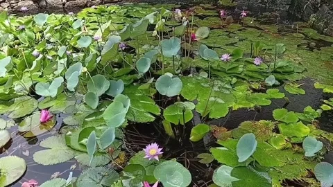 Beautiful Rock Pool Covered With Aquatic Plants 動画素材 334718072