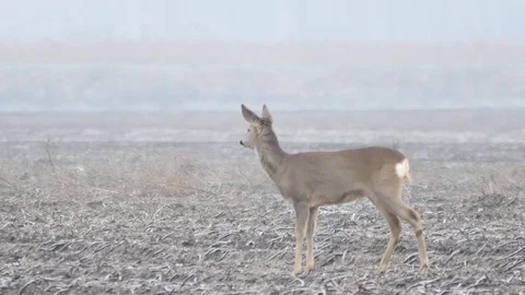 Beautiful Roe deer looking for food during cloudy day. Vidéo 70754980