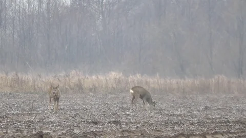 Beautiful Roe deer looking for food during cloudy day Видео 70897910