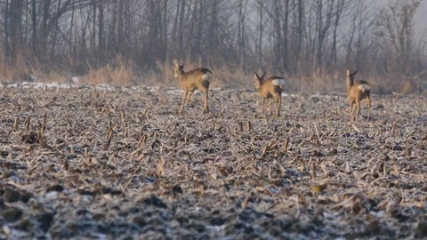 Beautiful Roe deer running in forest during cloudy day.  Stock-Footage 72249251