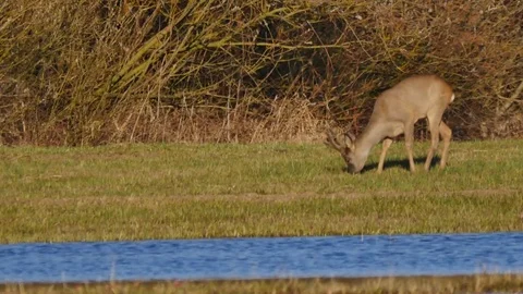 Beautiful roe deer in warm sunlight.  Vidéo 74019997