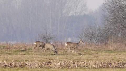 Beautiful roe deer in warm sunlight.  Stock Footage 74036216