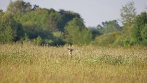 Beautiful roe deer in warm sunlight. Video stock 76520956