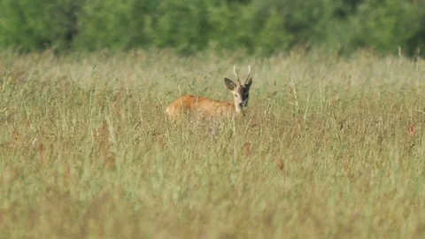 Beautiful roe deer in warm sunlight. Stock-Footage 76520981