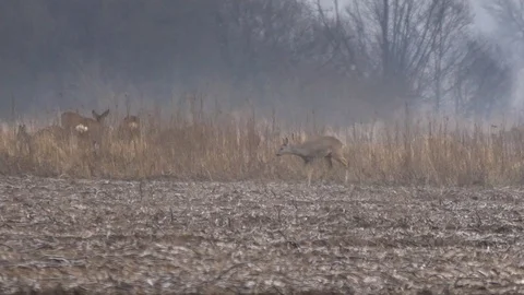 Beautiful roe deers during autumn cloudy morning,  Video stock 70792467
